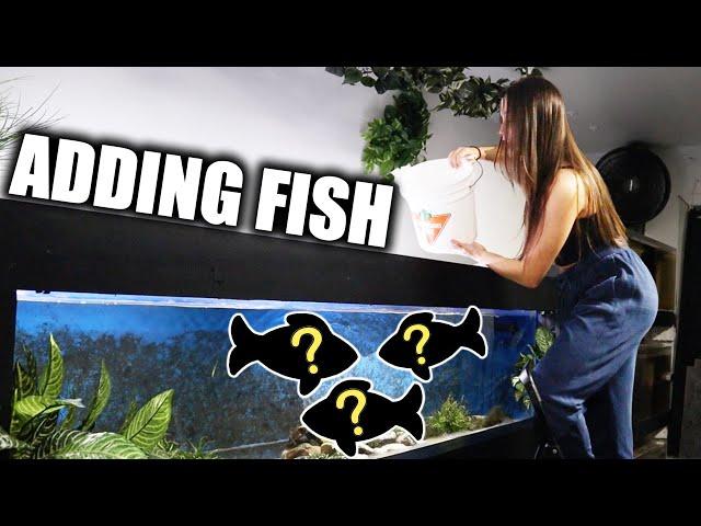 I GAVE THE KING OF DIY MY FISH!!! - ADayWithT