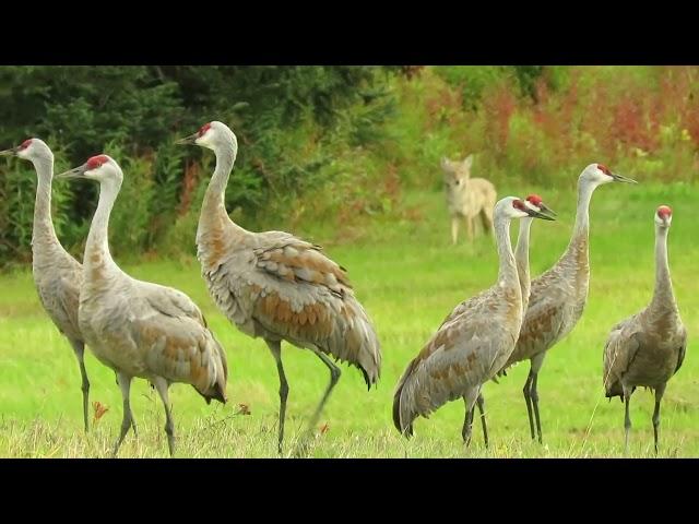 Coyote and Cranes