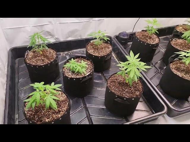 Optic LED Grow Room Tour - Slim 650S vs Optic 8+ gen3 - side by side Grow