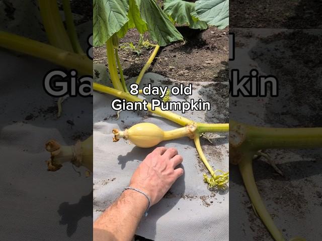 it's an exciting time of year  #giantpumpkin #gardening #plants #garden #vegetables #pumpkin