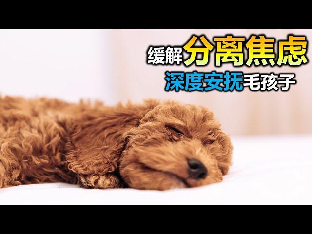 Puppy's Lullaby: 8 Hours of Relaxing Music for  Reduce Anxiety and Tension, Soothe Your Dog's Mind