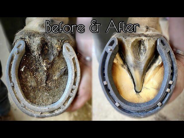 SATISFYING HORSE HOOF RESTORATION!