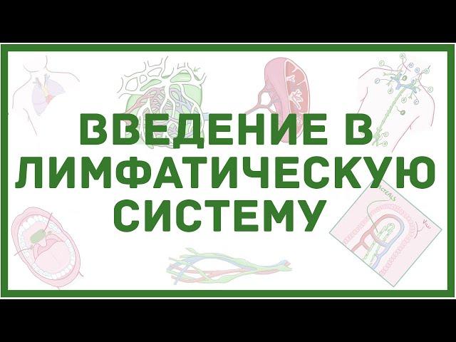 Лимфатическая система - введение, физиология, анатомия, функции