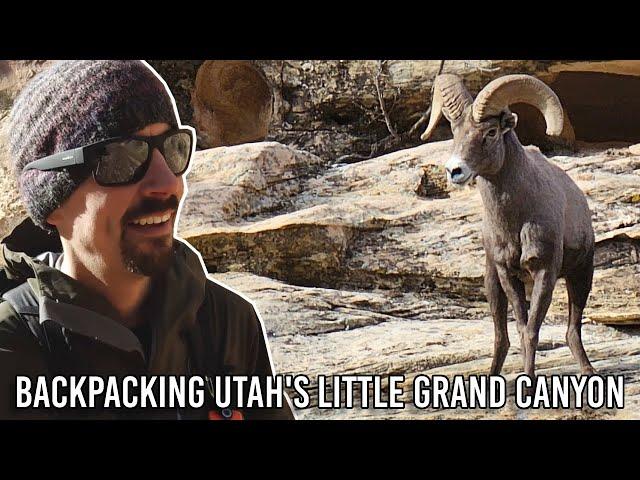 Chased by a Bighorn Sheep - Backpacking the Little Grand Canyon