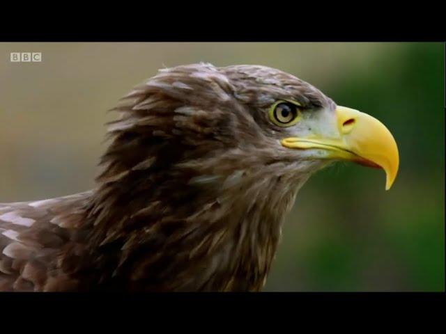 Roy Dennis nest-building for White-tailed Eagles: The One Show - BBC 16/02/2021