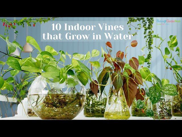 10 Indoor Vines that Grow in Water | Best Climbers #vines