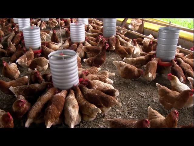 Saiba como funciona a criação de galinhas para produção de ovos orgânicos.