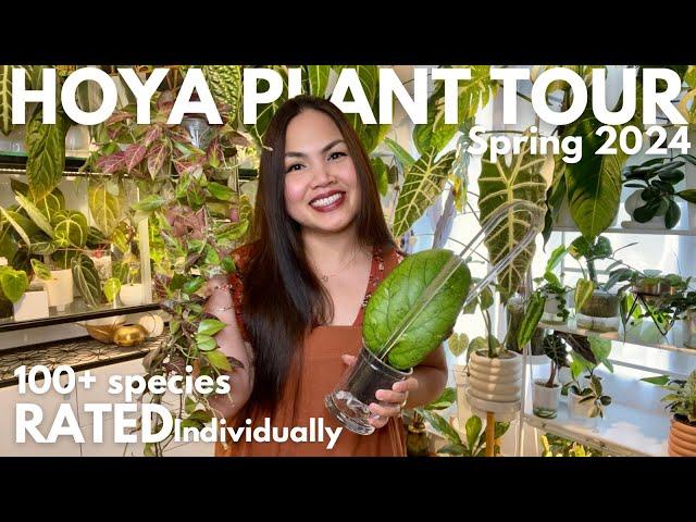 Ultimate Hoya Plant Collection Tour 2024: Rating 116 Varieties from 5 to 1 Stars!