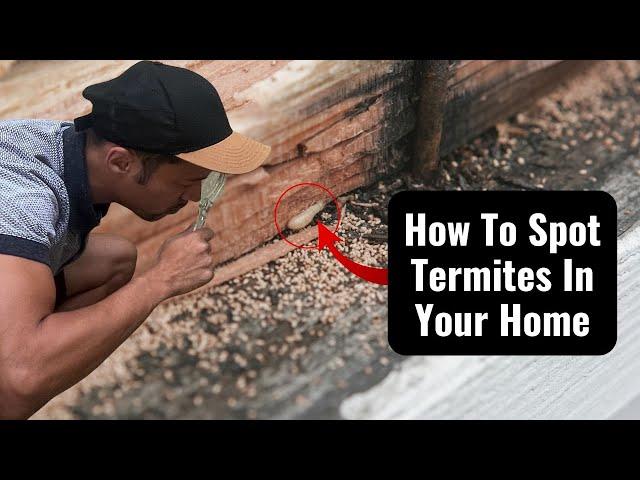 Termite Inspection: How To Spot Termites In Your Home