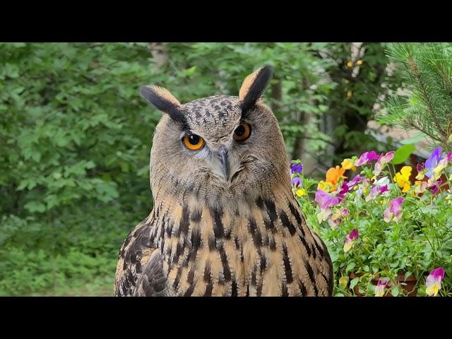 An owl is home alone for three days - a favorite local heading "was - now"