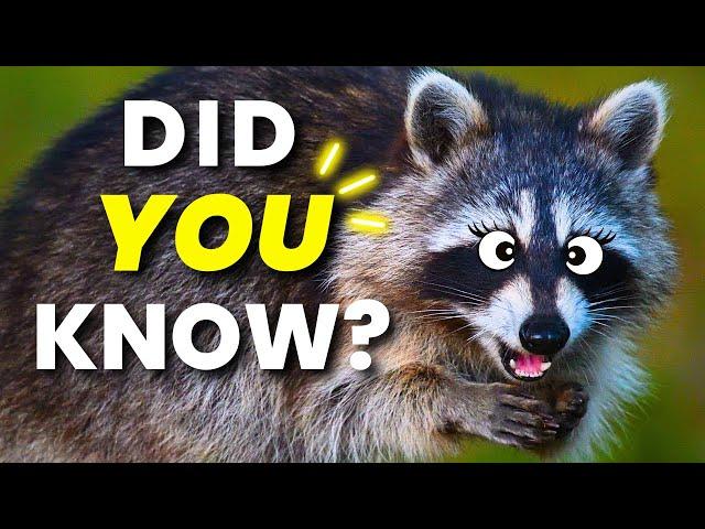 10 Raccoon Facts in 90 Seconds! ️