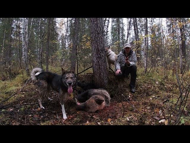 Золото осени, охота с лайкой на осеннего медведя