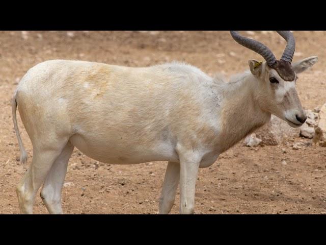 Addax animal information || Addax animal facts || Addax animal habitat |Addax animal characteristics