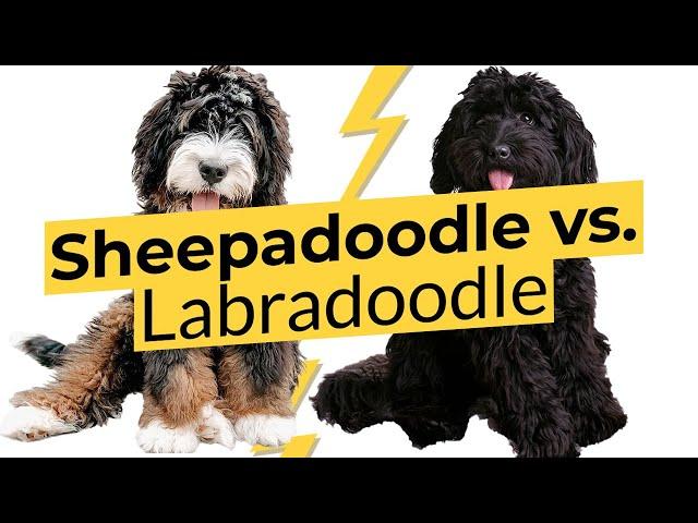 Sheepadoodle vs.  Labradoodle  Breed Comparison   2023 