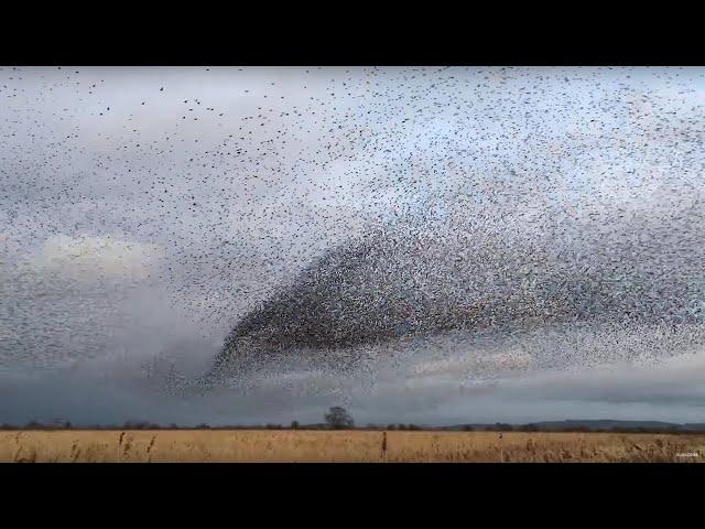 AMAZING Bird Flocks! | BBC Earth Explore