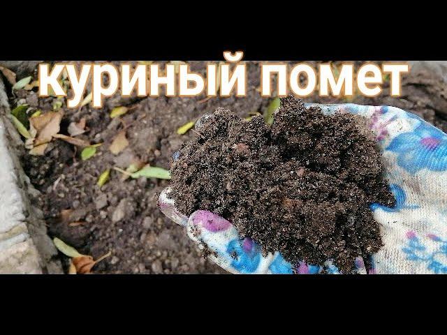 КУРИНЫЙ ПОМЕТ. КАК ИМ УДОБРЯТЬ. ОСЕННЕЕ ВНЕСЕНИЕ В ОГОРОД И САД. НОРМА