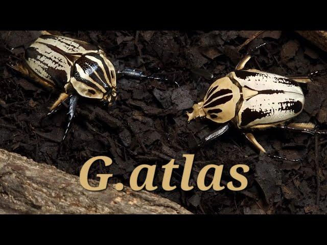 A legendary beetle! Goliathus Atlas (Beetle ASMR)