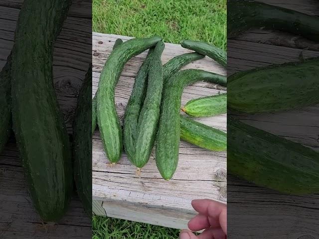 Our China Jade Cucumbers Are Crazy Productive!
