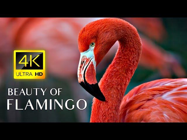 Pink Flamingos - 4K Video - Flamingo Bird Collection With Relaxing Music