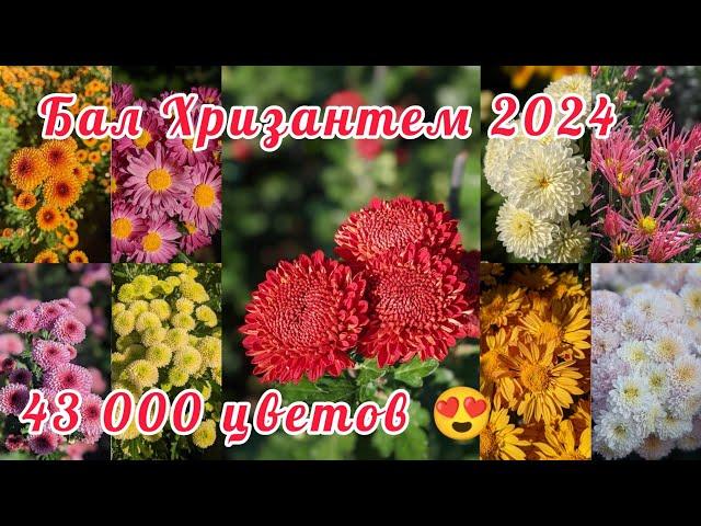 Цветущий КРЫМ:БАЛ ХРИЗАНТЕМ 2024!!!НЕ ПРОПУСТИТЕ!!!Путешествие в рай цветов МЫ в ВОСТОРГЕ!!!