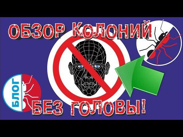 Муравьиная ферма. Обзор колоний БЕЗ ГОЛОВЫ!