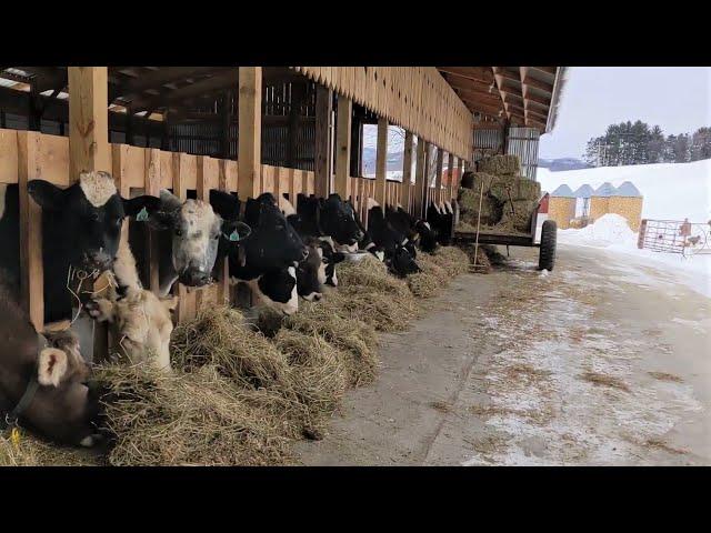 Bedding Cattle Durring the Winter on a Dairy Farm