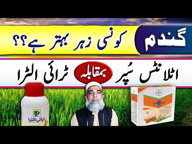 Atlantis Super Vs Tri Ultra herbicides for wheat crop || Crop Reformer