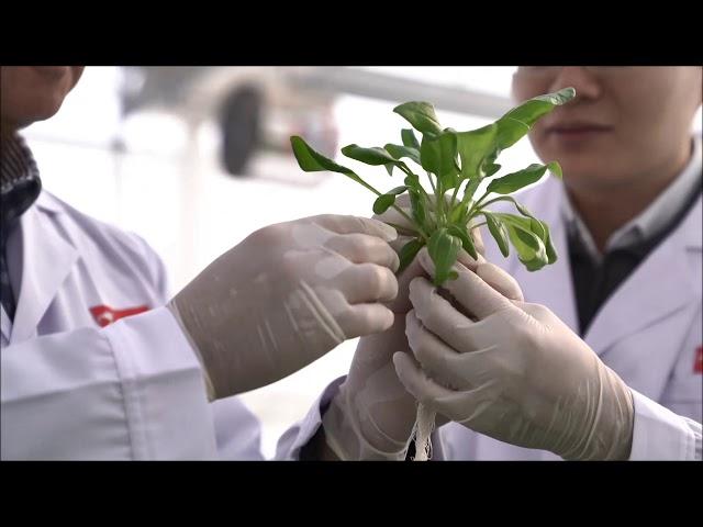 JD.com Opens Largest Plant Factory Featuring Japanese Hydroponic Technology in China