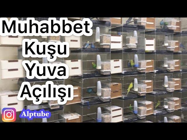 Muhabbet Kuşu Üretimhane / Yuva Açılışı