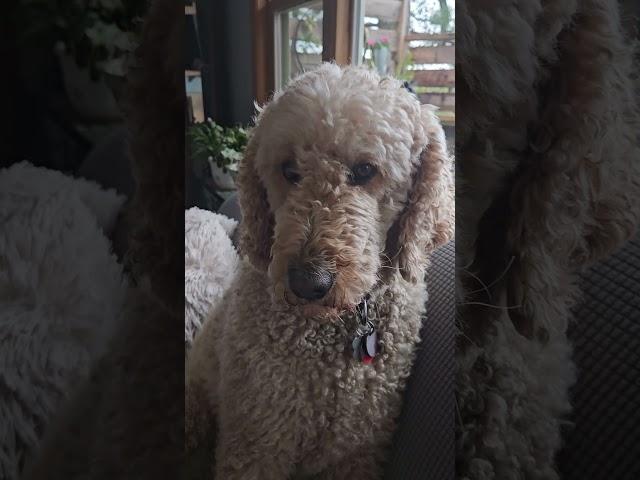 Artie best boy in the world  #standardpoodle #poodle #dogs #spoo  #goodboy #world