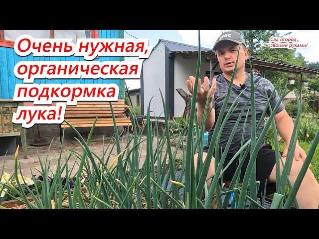 Подкормите лук на огороде этой подкормкой! Урожай удивит и порадует!