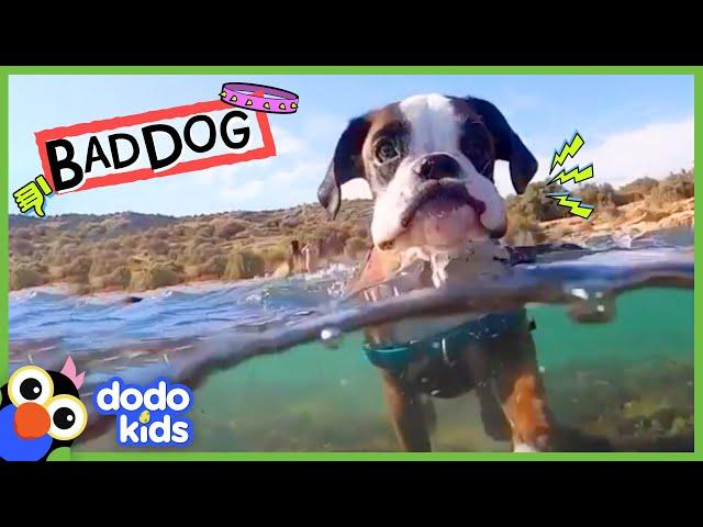 Grumpy Dog Took Our Socks And Towels…But Why??? | Dodo Kids | Bad Boys & Girls