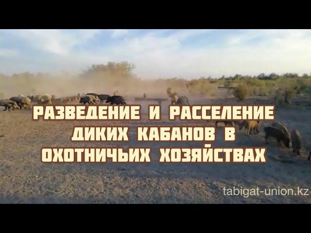 Разведение и расселение диких кабанов в охотничьих хозяйствах! КООР «Табигат»