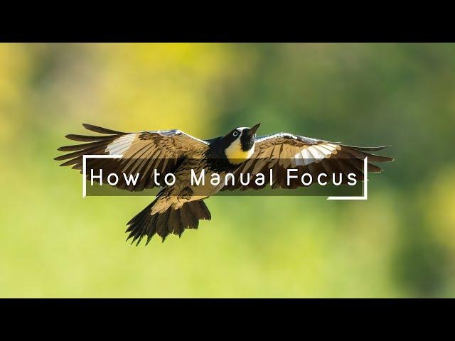 How I Practice Manual Focus in Wildlife Photography