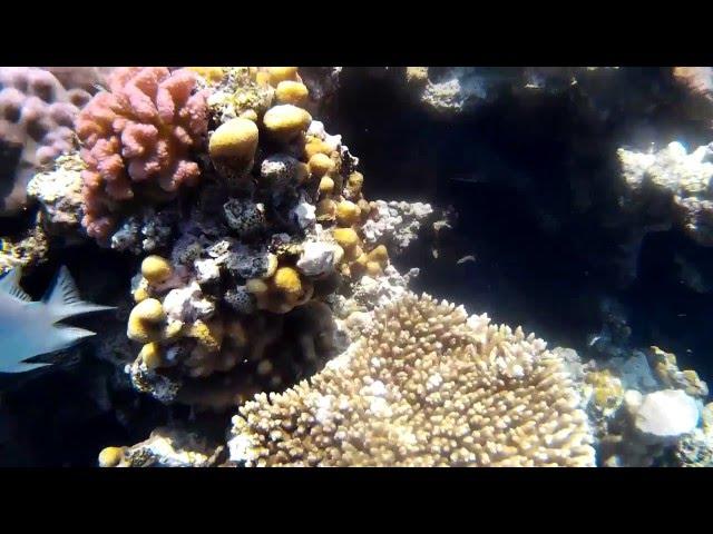 Egypt  Red Sea Beauty.  Sharm El Sheikh.  Красоты Красного моря