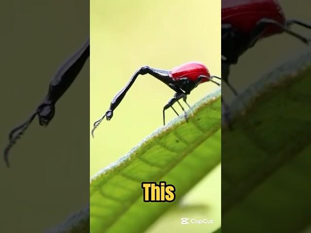 What’s Behind Its Long Neck? #shorts #animals #viralvideo #insects #thebugbusterman