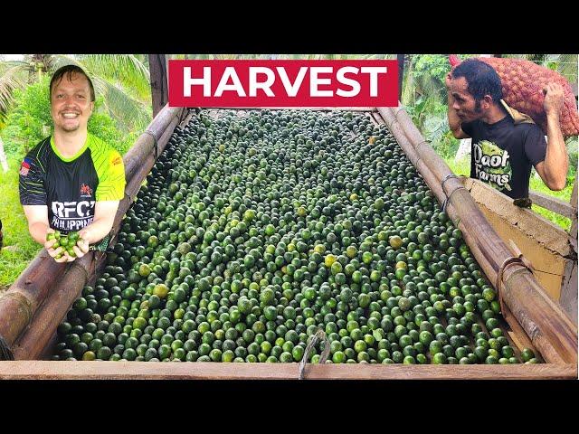 FIRST CALAMANSI HARVEST (Philippines Farming Success?)