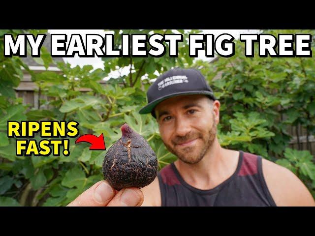 The #1 Fig Every Gardener Can Grow For Big, Early Fig Harvests