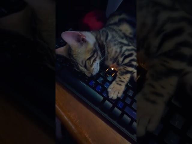 Cute little kitten sleeps on the keyboard So tired Employee of the Year