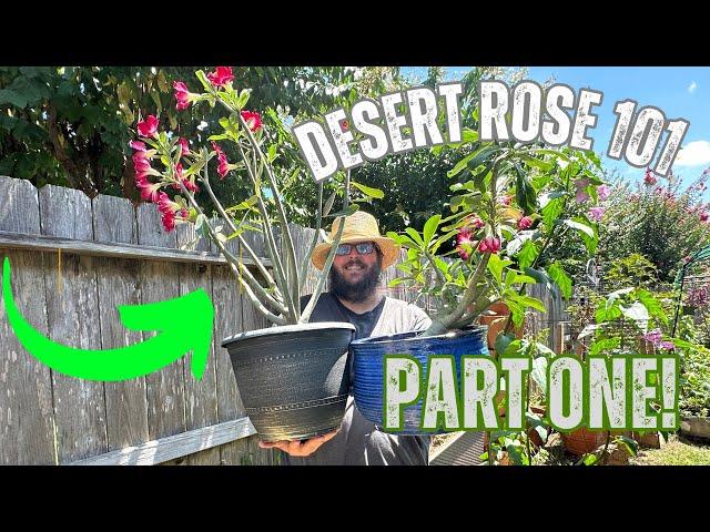 "Desert Roses 101: A Beginner's Guide to Growing and Caring for Adeniums"