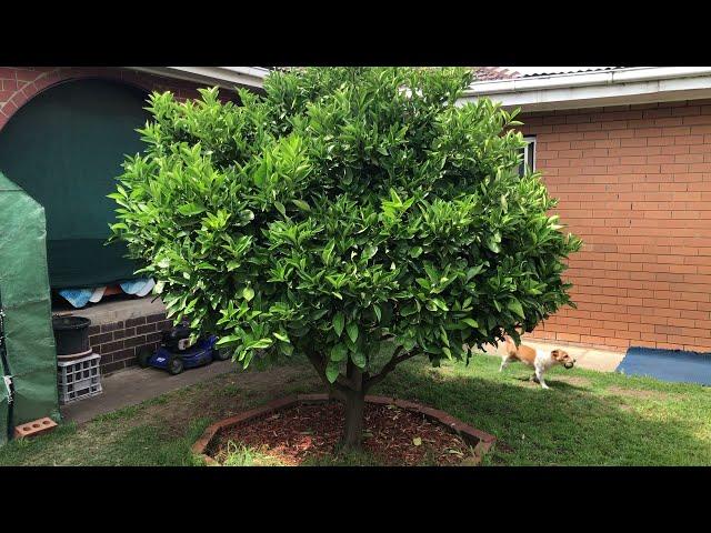 We have a VISITOR in our ORANGE Tree