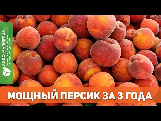 МОЩНЫЙ ПЕРСИК ЗА 3 ГОДА. ЭТО ПРОСТО! | Agro-Market.ua