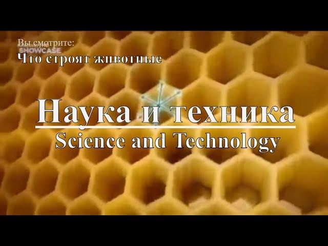 Наука и техника: Что строят животные | Science and Technology: What animals are building. Discovery