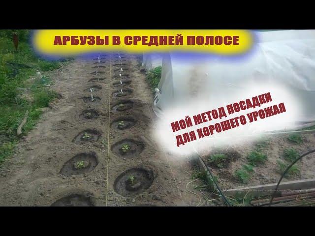 Посадка арбуза и дыни в открытый грунт.Проще некуда