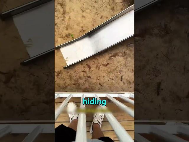  Where Are My Colorful Bugs?!#funny