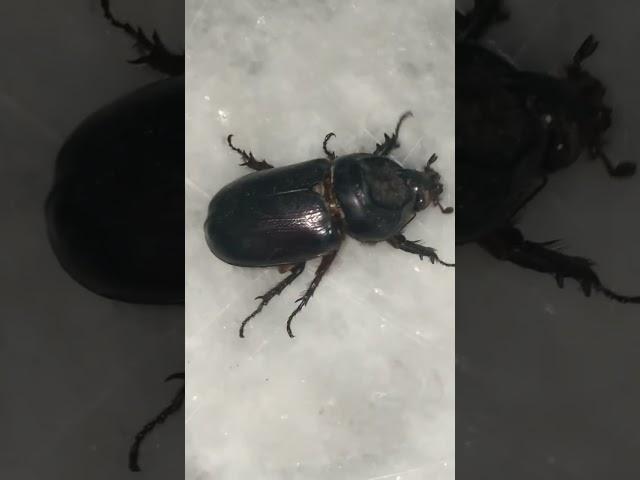 Meet my new pet! #beetle #beetles #beetlekeeping #ants #antkeeping #antkeeper