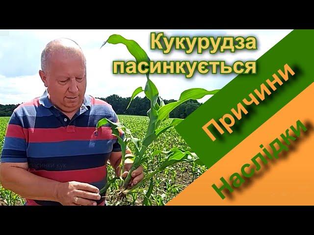 Кукурудза пасинкується. Причини та наслідки.