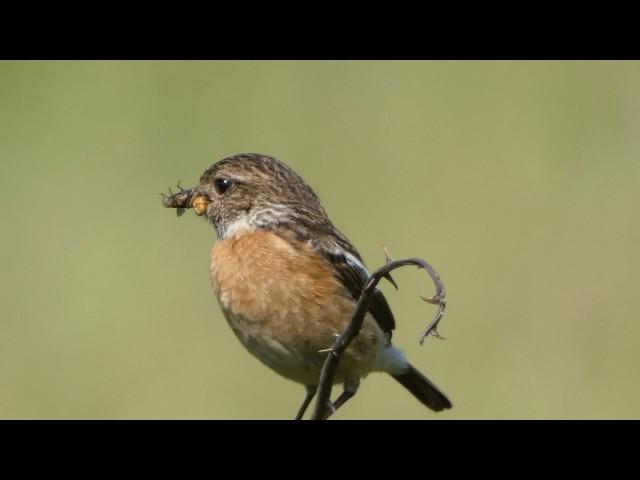 [FZ 82 ]LOVELY PLACE,LOVELY WEATHER & LOVELY BIRDS