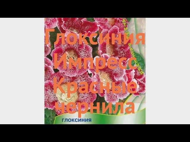Глоксиния обыкновенный Импресс Красные чернила  обзор: как сажать, семена глоксинии