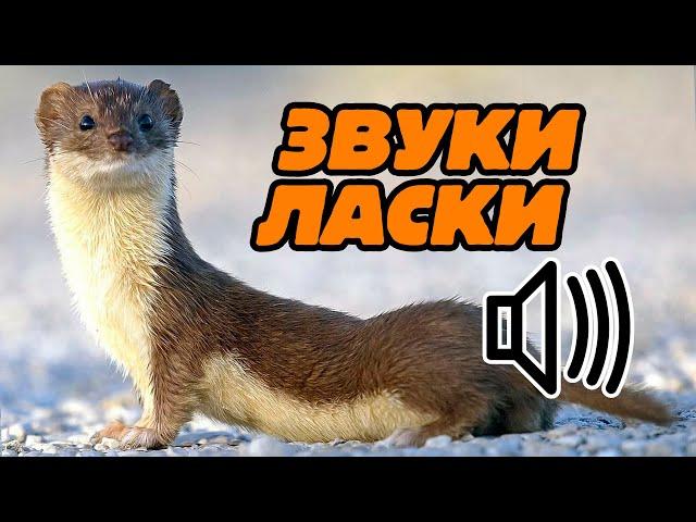 Звуки ласки: какие звуки издаёт ласка?